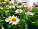 京厽瑪格麗特菊花盆栽四季開花卉植物室內(nèi)花苗帶花綠植陽臺庭院好養(yǎng)活 瑪格麗特   羽毛白帶花發(fā)貨 帶盆栽好 曬單實拍圖