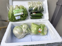 東升供港小青瓜300g 水果黃瓜 荷蘭小黃瓜 廣州蔬菜新鮮配送 曬單實(shí)拍圖