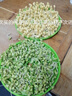 幸福屯生芽專(zhuān)用豆 芽黃豆 芽綠豆 芽黑豆雙青豆500g 發(fā)芽率高豆芽 芽黃豆500克+雙青豆500克 曬單實(shí)拍圖
