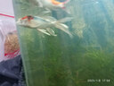 【包活包損】錦鯉活魚(yú)觀(guān)賞魚(yú)活體好養耐活冷水淡水魚(yú)日系錦鯉金魚(yú) 3條秋翠錦鯉 8--10cm 曬單實(shí)拍圖
