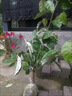 耐寒羊奶果苗盆栽地栽德甜二號果樹(shù)苗南北方嫁接庭院四季種植果樹(shù) 羊奶果嫁接苗 兩年苗 曬單實(shí)拍圖