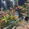 紅綠燈魚燈科魚孔雀魚熱帶觀賞魚淡水寶蓮燈魚活體斑馬魚群游魚 2cm大寶蓮燈30條+5防損 共35條 曬單實拍圖