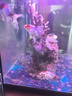 黑殼蝦活體觀(guān)賞花腰蝦除藻蝦辣椒蟹淡水魚(yú)草缸蝦蘋(píng)果螺清潔蝦工具 除藻3-5厘米花腰蝦9只包活7只 曬單實(shí)拍圖