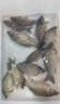 聚漁者過(guò)江風(fēng)釣魚(yú)餌料狂口縱橫噴霧劑黑坑野釣通殺鯽魚(yú)鯉魚(yú)草魚(yú)專用餌料 一瓶裝【江河絕戶餌】 曬單實(shí)拍圖