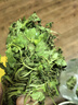 鹿凌青河南大葉荊芥菜新鮮荊芥帶根新鮮蔬菜調味菜涼拌菜 新鮮兩斤裝 曬單實(shí)拍圖