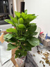 墨一綠蘿柱盆栽綠植花卉室內客廳辦公室 綠蘿柱1.2-1.4m含盆 源頭直發(fā) 曬單實(shí)拍圖