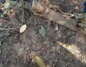 柏捷特鋰電池電鋸兩用伐木鋸16寸家用手持大功率切割手提充電式鋰電鏈鋸 16寸純銅無(wú)刷電機【10節電池1】 曬單實(shí)拍圖