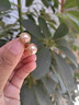 伊黛兒日韓香檳金耳環(huán)女輕奢小眾設(shè)計(jì)感高級(jí)耳飾氣質(zhì)百搭耳釘生日禮物 E3759法式耳扣 曬單實(shí)拍圖