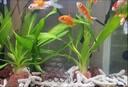 長(zhǎng)銳恒溫魚(yú)缸智能水族箱自循環(huán)生態(tài)全自動(dòng) CRV380智能款【長(zhǎng)38x寬23x高38】 曬單實(shí)拍圖