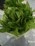 苗充充西蘭花苗 秋冬季蔬菜苗 耐寒 綠青花菜 白花菜 松花菜 西藍花苗 萵苣筍苗 15顆送15顆發(fā)30顆 曬單實(shí)拍圖