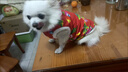 DADAGOU狗狗衣服東北大花棉襖網(wǎng)紅新年小中大型犬貓咪泰迪法斗加厚棉馬甲 大花襖簡(jiǎn)易版 2XL(胸圍62CM 約16-26斤寵物) 曬單實(shí)拍圖