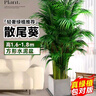 中夢(mèng)散尾葵植物盆栽客廳大型綠植室內辦公室鳳尾竹盆景天堂鳥(niǎo)花卉 散尾葵高1.6-1.8米+方形水泥盆 曬單實(shí)拍圖