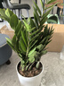 【金錢樹】盆栽客廳室內植物錢串子大型發(fā)財綠植喬遷開業(yè)送盆花卉 6-9株 60-70cm+圓柱樹脂花盆 送肥料 曬單實拍圖