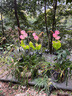 院見燈太陽能花燈庭院燈戶外防水景觀裝飾氛圍別墅花園草坪地插燈 6支裝-太陽能花燈-彩光 曬單實(shí)拍圖