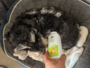 寵物免洗干洗粉 清香除臭抑菌泡沫香波沐浴露全身用品 貓狗兔通用 260ml 2瓶 寵物干洗粉-檸香型 曬單實拍圖