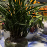 玫絢蘭花 春蘭宋梅 假一賠十盆栽花卉 紅嵐 一顆8苗連體 帶陶瓷盆土+底座 曬單實(shí)拍圖