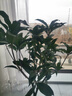 植亦芃嫁接桂花樹苗金桂濃香型四季沉香桂盆栽老樁盆景室內(nèi)外庭院植物 嫁接5年苗【當(dāng)年開花】品種留言 不含盆 曬單實(shí)拍圖