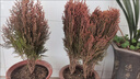 灑金柏樹(shù)苗松柏苗木盆栽地栽花卉庭院綠化植物黃金柏原生香松扁柏 灑金柏苗40-50厘米高一棵 曬單實(shí)拍圖