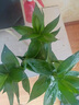 創(chuàng)京鑫選觀音竹富貴竹水培植物帶根花卉綠植綠蘿室內盆栽轉運竹不支持退換 觀音竹3棵簡易杯+營養(yǎng)液 0cm 不含托盤 曬單實拍圖