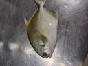 繽鮮 新鮮海捕金鯧魚(yú) 大鯧魚(yú)海鮮平魚(yú)冷凍扁魚(yú)冰鮮大鯧魚(yú)海魚(yú)銀魚(yú) 【500-600克/條】 凈重 共4條 曬單實(shí)拍圖