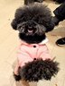 all for paws狗狗自動發(fā)球機(jī)玩具網(wǎng)球機(jī)彈球機(jī)吐球機(jī)寵物拋球投球機(jī)發(fā)射器 6只網(wǎng)球（迷你網(wǎng)球機(jī)專用）5cm 曬單實(shí)拍圖