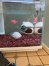 瘋狂水草魚(yú)缸造景裝飾躲避屋裝飾擺件迷你鸚鵡魚(yú)小魚(yú)繁殖屋陶罐魚(yú)窩 【組合搭配】蘑菇屋+白紋罐 曬單實(shí)拍圖