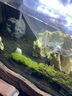 噢水噢魚(yú)缸除藻蝦淡水鮮活觀(guān)賞蝦清潔工具極火櫻花水晶彩色小蝦寵物蝦壹 新手烈薦:多品種蝦隨機20只 曬單實(shí)拍圖
