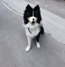 智宙狗嘴套防叫防咬防亂吃中小型犬狗口罩透氣泰迪柯基金毛專用狗嘴罩 奧利棕小熊【雙重鎖定 】 M（建議體重15-25斤） 曬單實拍圖
