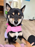 TOUCHDOGSugar防護型狗狗胸背衣牽引繩套裝小中大型犬背心式胸背帶防爆沖 黃 胸背牽引繩套裝 L碼【建議18-36斤】 曬單實拍圖