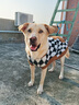 大狗狗寵物衣服冬季保暖中大型犬金毛邊牧拉布拉多杜賓可牽引毛衣 黑色棋盤(pán)格【舒適羊羔絨】 5XL【建議體重50-60斤】 曬單實(shí)拍圖