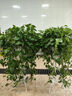大盆長藤綠蘿盆栽室內(nèi)新房大葉水培客廳垂吊綠植物除甲醛花卉吊蘭 特大白盆藤長約1m帶吸水盆+花架 曬單實(shí)拍圖