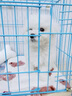 夢茜兒比熊犬活體寵物狗法國小體比熊幼犬韓版比熊米奇耳飛耳比熊小狗 寵物級 精品 公 曬單實拍圖