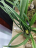 劉閣蘭花冬帶花苞出售 九仙牡丹 精品春蘭花苗奇花品種好養花卉綠植盆栽 4苗連體裸根當年開(kāi)花 曬單實(shí)拍圖