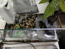 爬將軍低水位過(guò)濾器魚(yú)缸瀑布式小型缸烏龜?shù)瘟骱袧撍梦S循環(huán)泵龜專(zhuān)用 白色低水位過(guò)濾器3W+2塊過(guò)濾板 曬單實(shí)拍圖