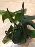湘萂園飛機蔓綠絨植物ins爬藤綠植北歐風(fēng)防輻射臥室陽(yáng)臺高檔植物稀有 1盆苔蘚球飛機【雙珠】斗笠盆送支架 曬單實(shí)拍圖