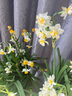 黎昕  【整箱復(fù)瓣水仙花花頭水養(yǎng)植物漳州重瓣種球花卉種子水培玉玲瓏 優(yōu)選復(fù)瓣水仙，6個一箱 18-19CM 曬單實拍圖