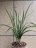 華香園 蘭花苗 大一品 蕙蘭名品幽濃香辦公室內耐陰綠植卉盆栽景 大一品 4苗 帶花苞 裸根發(fā)貨 曬單實(shí)拍圖