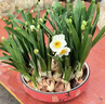 Only you【2小時(shí)達】水仙花水培植物洋水仙花卉綠植盆栽室內母親節 水仙（3個(gè)大球，瓷盆隨機） 曬單實(shí)拍圖