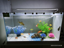 長(zhǎng)銳（CHANGRUI）側(cè)濾魚(yú)缸桌面辦公室免換水生態(tài)水草超白水族箱 K600造景版【長(zhǎng)63 寬27 高35】 曬單實(shí)拍圖