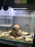 寵小帥泰國斗魚缸積木缸透明隔離盒觀賞魚適用桌面造景網(wǎng)紅亞克力積木缸 【裸缸】中號(hào)白色 第三件0元/下單三件自動(dòng)減價(jià) 曬單實(shí)拍圖