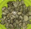 安峰山鮮活花甲 鮮活發(fā)貨新鮮海鮮花甲無(wú)沙花蛤花蛤文蛤新鮮貝類蜆子 花 5斤 精選裝 曬單實(shí)拍圖