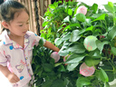 迪普爾水氣球500個(gè)加厚彩色小氣球兒童打水仗打靶氣球打槍飛鏢氣球生日 曬單實(shí)拍圖