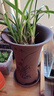 劉閣蘭花苗 紫砂花盆蘭花專(zhuān)用盆透氣養根春蘭建蘭墨蘭專(zhuān)用蘭花盆 紫泥款 曬單實(shí)拍圖