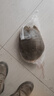 徐慧慧 鮮活外塘生態(tài)甲魚(yú)野外生長(cháng)放養冷水團魚(yú)王八老鱉活體 5.0-5.2斤【青黃公鱉】 曬單實(shí)拍圖