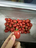 海南臺農(nóng)小臺芒 香甜多汁熱帶新鮮水果樹上熟芒果 現(xiàn)摘9斤 3斤【分享裝】 【單果70-90g/個】 曬單實(shí)拍圖