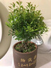小葉赤楠老樁盆栽盆景迷你植物室內花卉辦公室桌面小綠植好養四季 小葉赤楠+舍得陶瓷盆+底托+苔蘚 含盆 曬單實(shí)拍圖