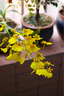 佳能/Canon EF50mm 85mm/1.2 1.4 1.8 二手單反鏡頭定焦廣角 小痰盂 微距 EF50mm f1.8 STM（三代小痰盂） 99成新 曬單實拍圖