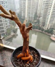 植物復(fù)活液枯樹黃葉成活液爛根爛苗強(qiáng)力生根劑植物花卉通用營養(yǎng)液 五瓶【發(fā)芽抽枝】落葉爛根 曬單實(shí)拍圖
