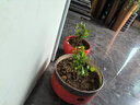 沭之美茉莉花盆栽花卉植物室內(nèi)客廳陽臺 茉莉花+仿木桶塑料盆 源頭直發(fā) 曬單實拍圖