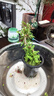 共度（Gong Du）魚缸造景莫斯沉木水榕活體無土植物懶人增氧真水草趴地矮珍珠陀草 特大巴榕沉木 曬單實(shí)拍圖